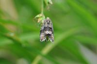Celypha lacunana