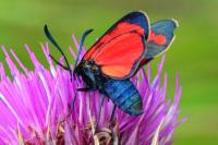 Zygaena transalpina