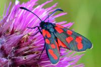 Zygaena transalpina