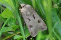 Agrotis exclamationis