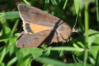 Noctua pronuba