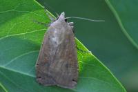 Noctua pronuba