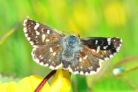 Spialia sertorius