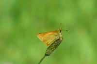 Ochlodes sylvanus
