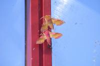 Deilephila porcellus