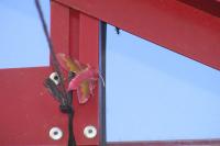 Deilephila porcellus