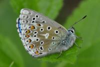 Lysandra bellargus