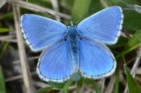 Lysandra bellargus