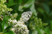 Melanargia galathea