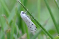 Myelois circumvoluta