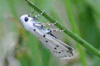 Myelois circumvoluta