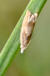 Eucosma conterminana