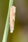 Eucosma conterminana