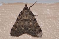Aglossa pinguinalis