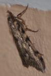 Aglossa pinguinalis