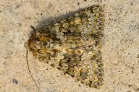 Hecatera dysodea