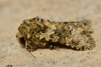 Hecatera dysodea
