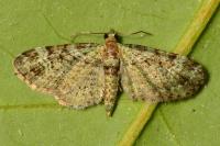 Pasiphila rectangulata