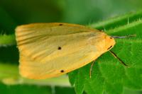 Cybosia mesomella