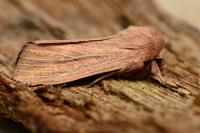Mythimna pudorina