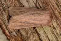 Mythimna pudorina