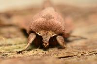 Mythimna pudorina