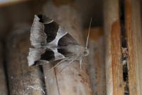 Dysgonia algira