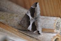 Dysgonia algira
