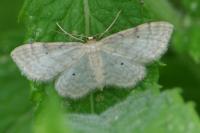 Idaea fuscovenosa