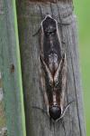 Sphinx ligustri