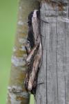 Sphinx ligustri