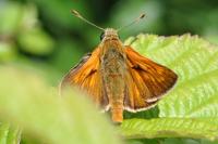 Ochlodes sylvanus