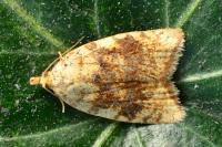 Aleimma loeflingiana