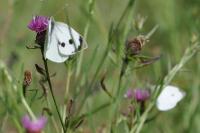 Pieris brassicae