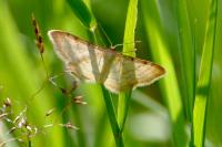 Idaea humiliata