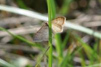 Idaea humiliata