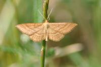 Idaea ochrata