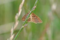 Idaea ochrata