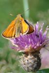 Ochlodes sylvanus