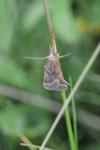 Synaphe punctalis