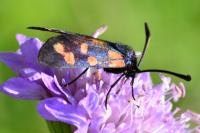 Zygaena transalpina