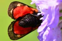 Zygaena transalpina
