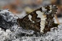 Brintesia circe