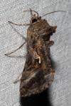 Autographa gamma