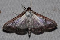 Cydalima perspectalis