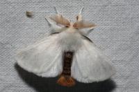 Euproctis chrysorrhoea