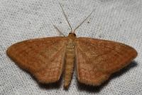 Idaea ochrata