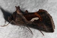 Macdunnoughia confusa