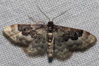 Idaea rusticata
