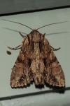 Apamea monoglypha